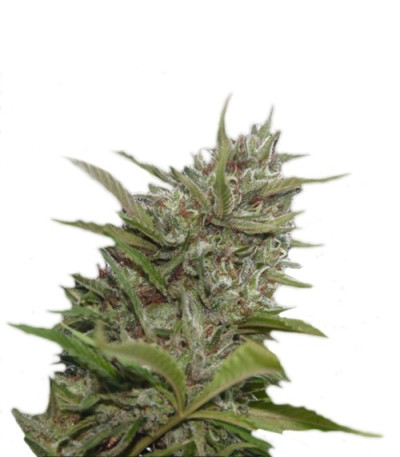 Семена сорта Auto Whiteberry fem (Paradise Seeds)