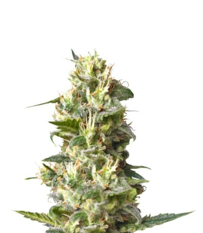 Семена сорта Lemon Shining Silver Haze (Lemon Haze) fem