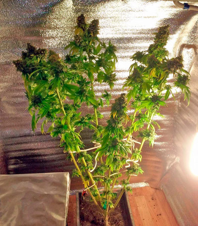 Семена сорта Ganesh reg (Mandala Seeds)