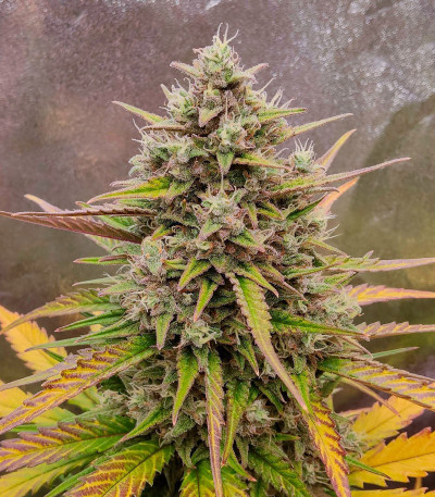 Семена сорта Purple Punch OG XL Auto fem (Sweet Seeds)