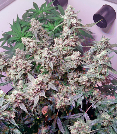 Семена сорта PolarLight #2 Auto fem