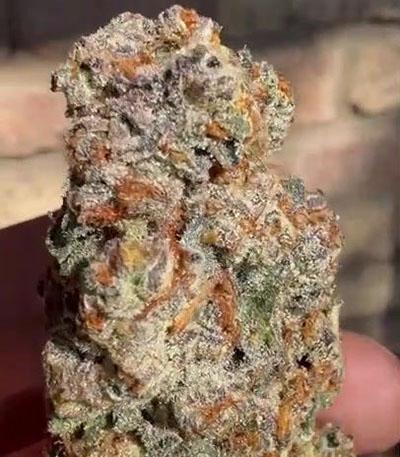 Семена сорта King's Juice (Green House Seeds)