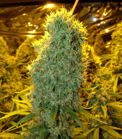 Семена сорта Big Bazooka fem (Anesia Seeds)