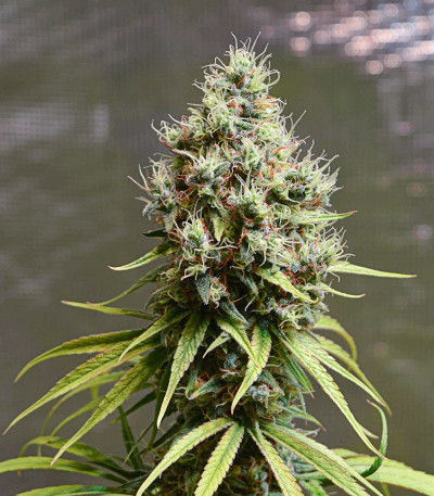 CBD Compassion fem (Dutch Passion)