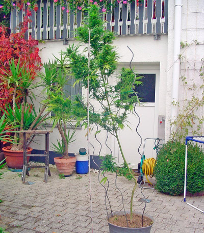 Семена сорта Chronic reg (Serious Seeds)