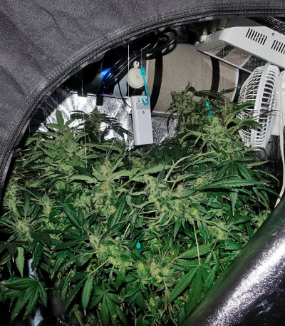 Семена сорта Moby Dick CBD fem