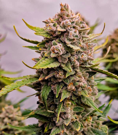 Семена сорта Papaya Cookies Auto fem (FastBuds)