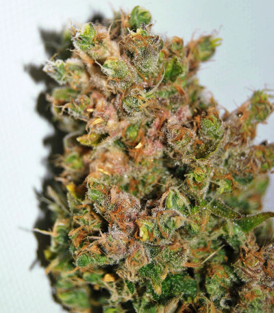 Семена сорта Bay Burger Early Version fem