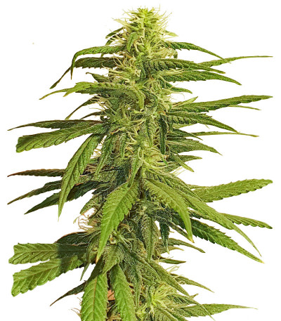 Семена сорта K-2 fem (Nirvana Seeds)