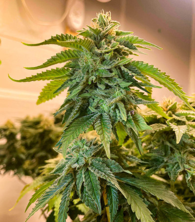 Семена сорта #9 Pound Hammer Auto fem (High Speed ​​Buds)