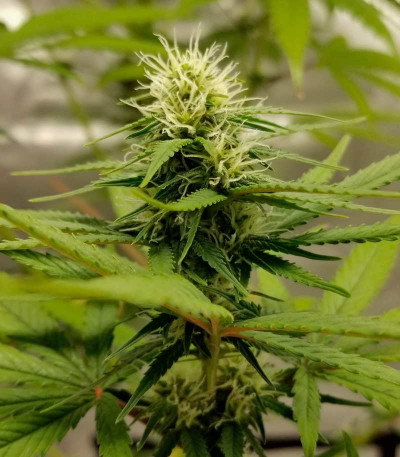 Семена сорта Delicious Candy Auto fem (Delicious Seeds)