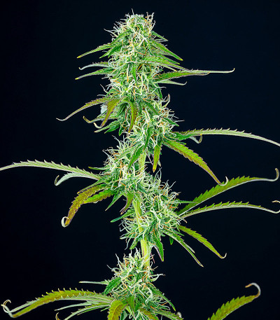 Семена сорта Gelato 2 Auto fem (Семяныч)