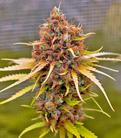 Семена сорта Lemon Drizzle fem (Barney's Farm)