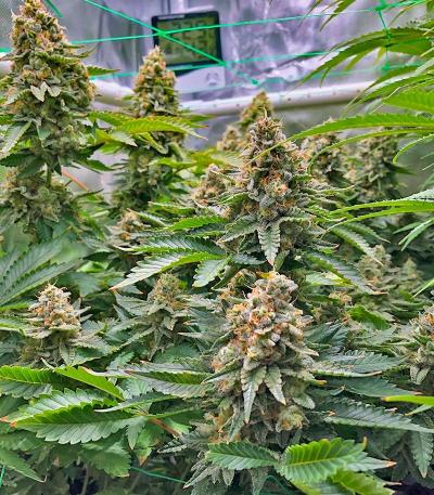 Семена сорт OG Kush Fast Version fem (Семяныч)