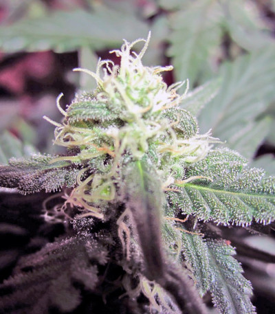 Семена сорта Green Poison Auto fem (Sweet Seeds)