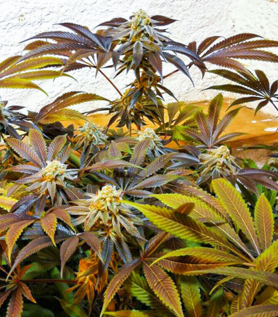 Семена сорта Purple Punch Auto fem (High Speed ​​Buds)