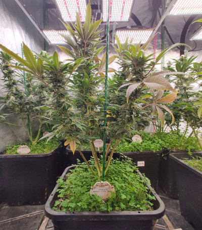 Семена сорта Blueberry fem (Dutch Passion)