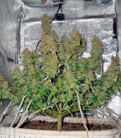 Семена сорта Delahaze fem (Paradise Seeds)