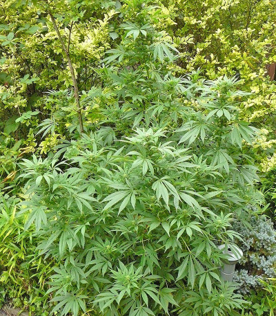 Семена сорта Himalaya Gold fem (Семяныч)