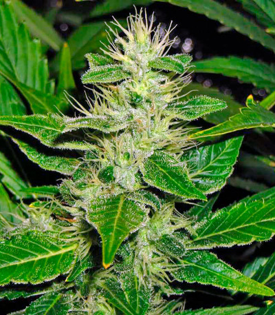 Семена сорта White Russian fem (Serious Seeds)