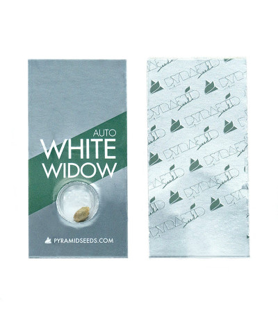 Семена сорта Auto White Widow fem (Pyramid Seeds)