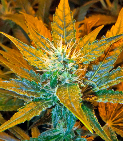 Семена сорта Afghan Kush X White Widow fem (World of Seeds)