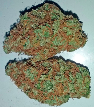 Семена сорта Bubba Kush reg (Humboldt Seeds)