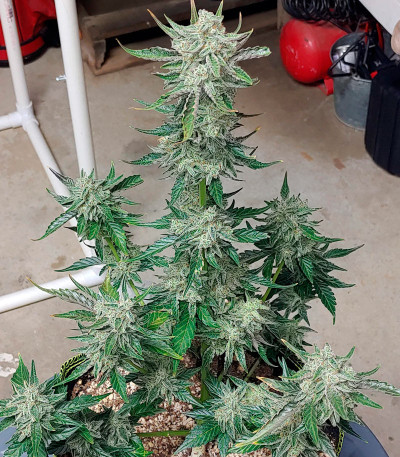Семена сорта Purple Punch Auto fem (FastBuds)