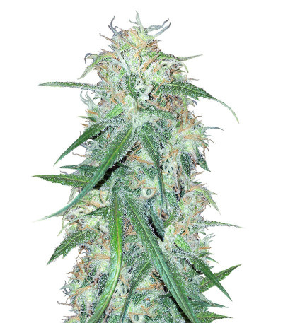 Семена сорта Super Lemon Haze fem (Семяныч)