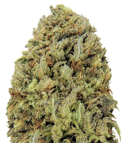 Семена сорта Fast & Vast Auto fem (Heavyweight Seeds)