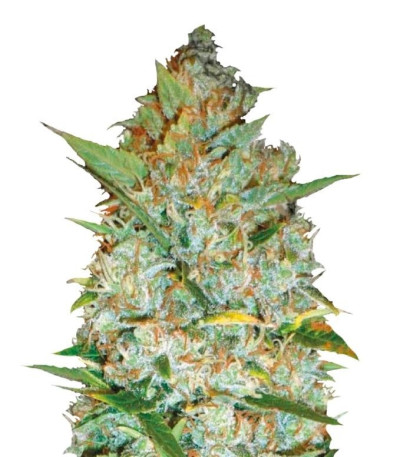 Семена Kali's Mistery шишки