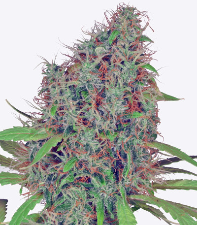 Семена сорта Dutch Haze fem