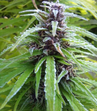 Семена сорта Easy Sativa fem (Female Seeds)