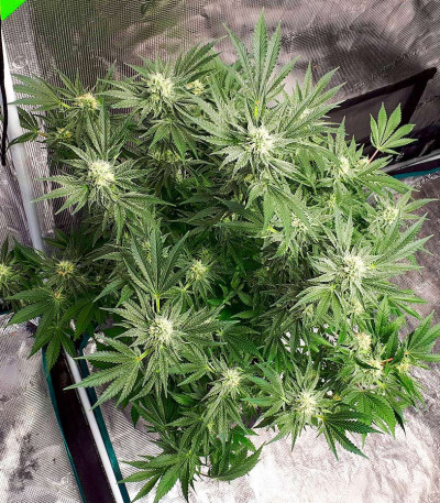 Семена сорта Jungle Lava fem (Original Sensible Seeds)