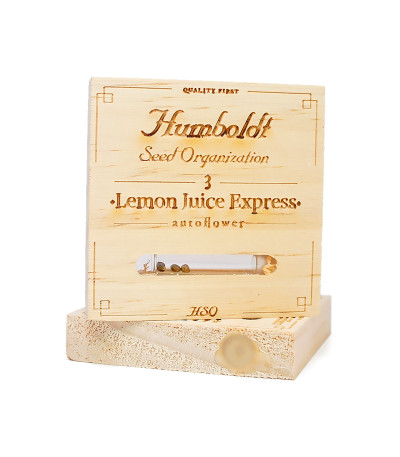Семена сорта Lemon Juice Express Auto fem