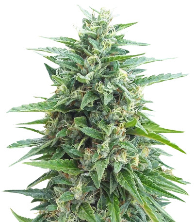 Семена сорта Sour Diesel (Sativa's Sour Diesel) reg