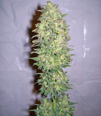 Семена сорта Biddy Early fem (Serious Seeds)