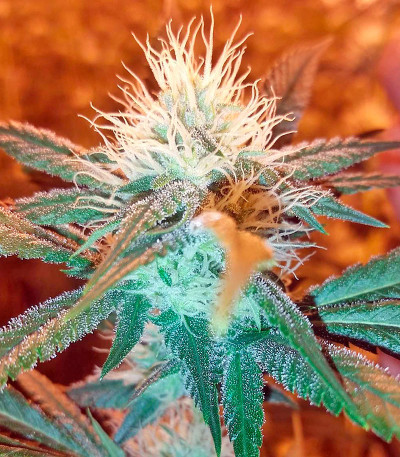 Семена сорта Chemdawg fem (Humboldt Seeds)