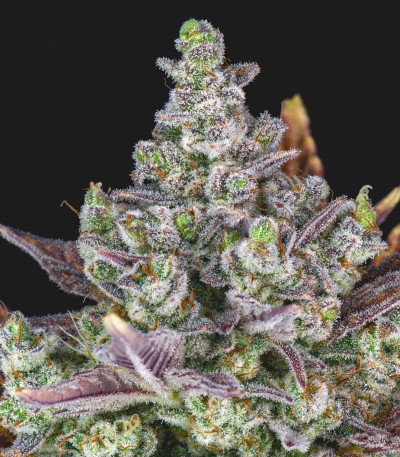 Семена сорта Gorilla Cookies Auto fem (FastBuds)