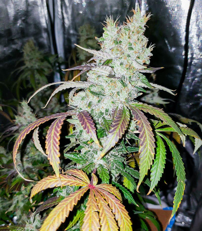 Семена сорта Gorilla Girl fem (Sweet Seeds)
