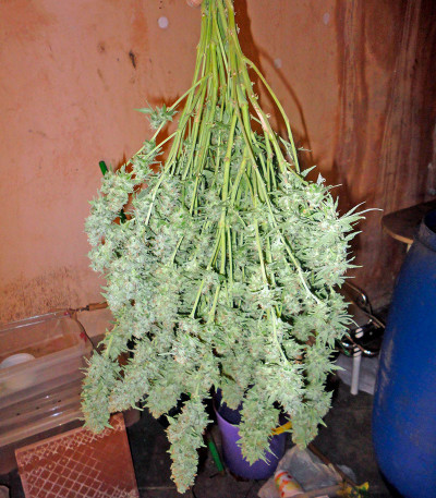 Семена сорта Industrial Plant fem