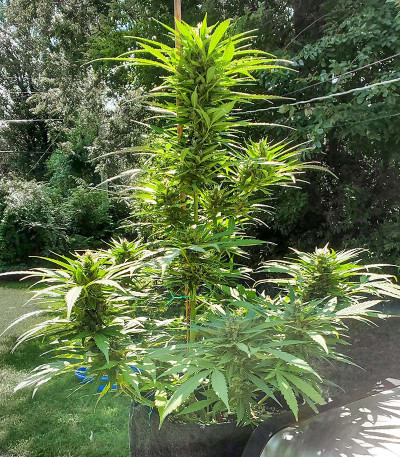 Семена сорта NYC Diesel Auto fem (Barney's Farm)