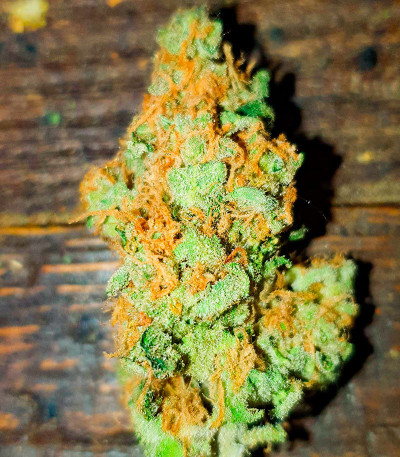 Семена сорта Ninja Zkittles fem (Dr. Krippling Seeds)