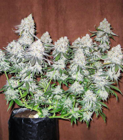 Семена сорта Blackberry Moonrocks fem (AlphaFem Seeds)