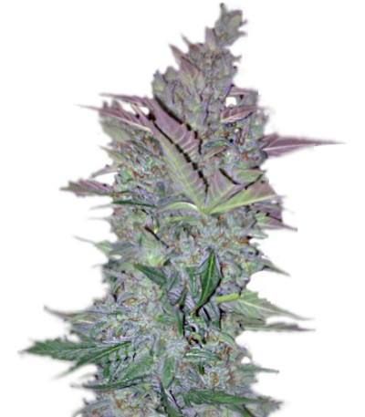 Семена сорта Vertigo Auto fem (Paradise Seeds)