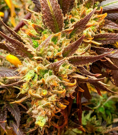 Семена сорта Jamnesia Haze fem (Dr. Krippling Seeds)