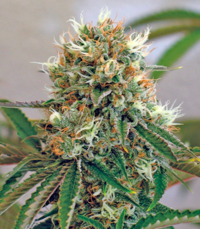 Сорт конопли Red Cherry Berry