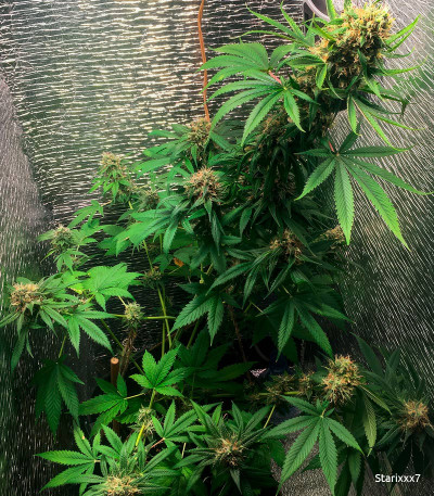 Семена сорта Dos-Vi-Dos fem (Семяныч)