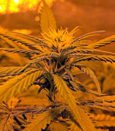 Семена сорта Sweet Deep Grapefruit fem