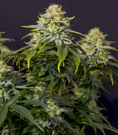 Семена сорта Gorilla Cookies FF fem (FastBuds)